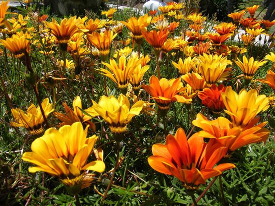 Blumenwiese ... auf persönlichen WUnsch der Fotografin ...