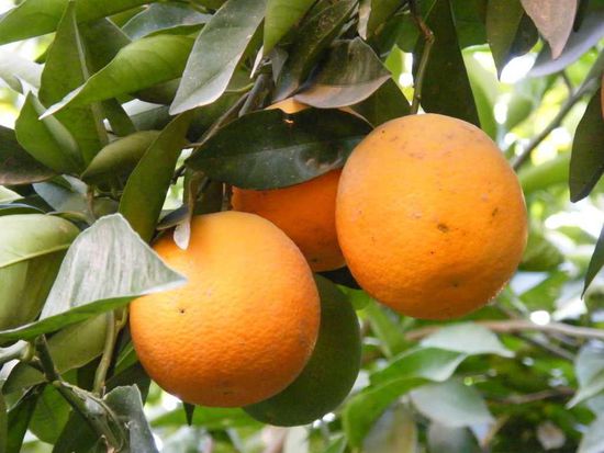 hier auch wieder ... Grüne( im Hintergrund ) und Orangen