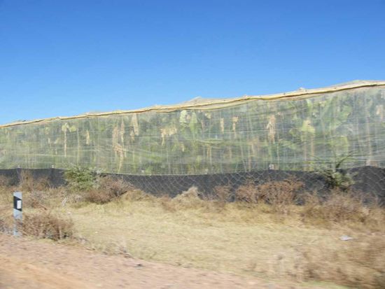 Bananen unter Plastik ... also quasi wie die Gurken in Holland