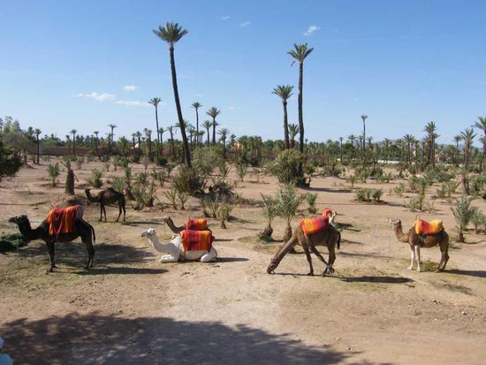 die Palmengärten ...