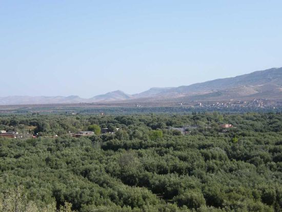 auf dem Weg ins Ourika Tal ... alles voller Olivenbäume