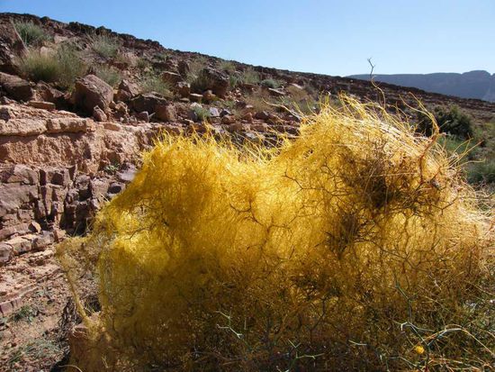 Gewächse am Strassenrand