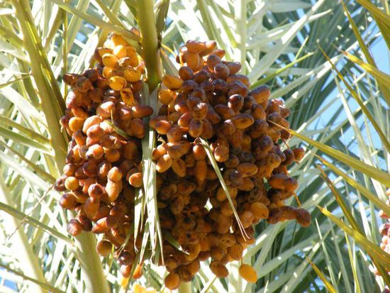 wenn die Datteln schon reif gewesen wären ... würden die jetzt wohl bei uns im Kofferraum liegen ... 