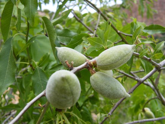 und sonst noch .... Mandeln ... wohin das Auge blicken kann.