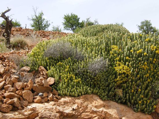 blühende Kakteen ...