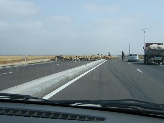 Eine Heerde Schafe mitten auf den Highway ... Vollbremsung mit dem Dacia hat erschreckende Tatsachen ans Licht gebracht.