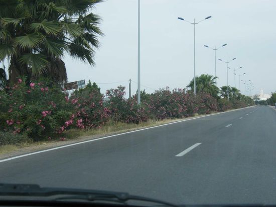 Benita nannte die Straße einfach Oleanderstraße...
