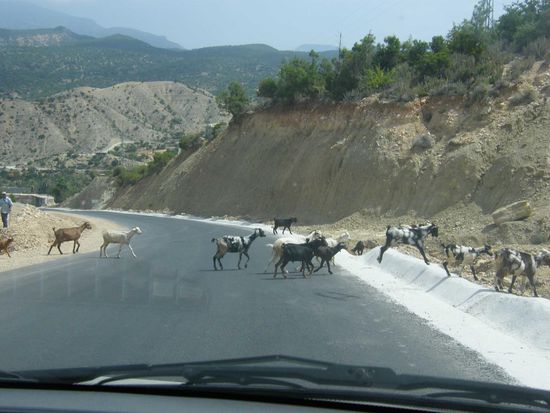 schon wieder wilde Tiere vor uns.