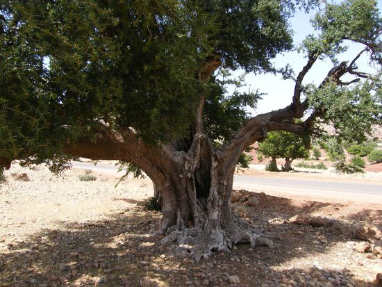 ein steinalter Arganienbaum