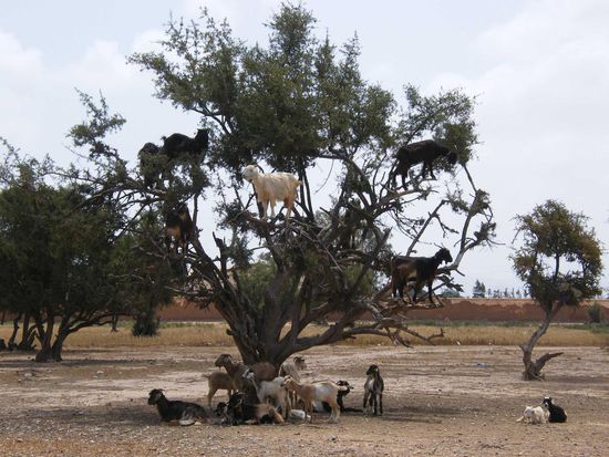 wilde Tiere ... schon wieder.