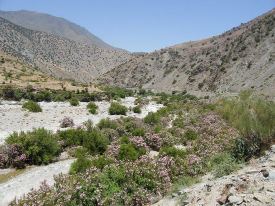 das Flusstal voller Oleander ...