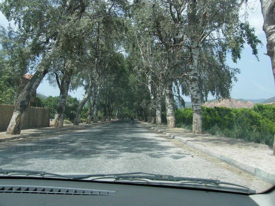 die Silberpappelallee von Asni ...