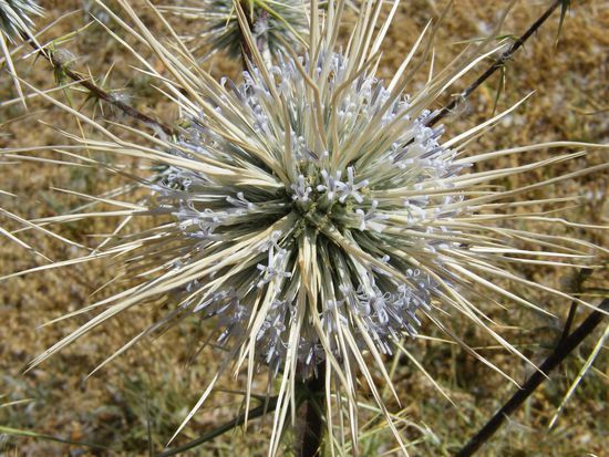 und natürlich Blumen ....