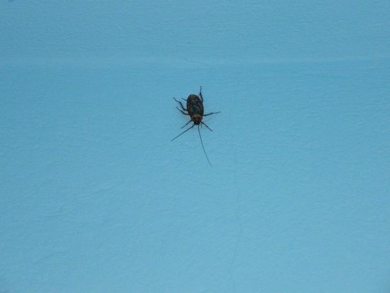 naaaa .... kennt jemand unseren Mitbewohner ???