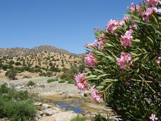 das Ammelntal mit Flussbett und  Oleander