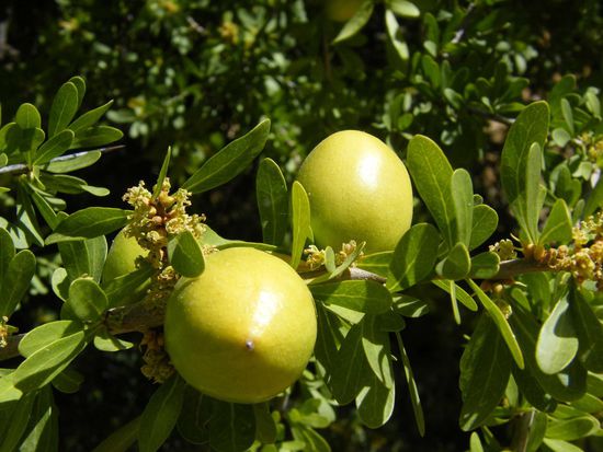 das wichtigste Produkt in dieser Gegend, neben Mandeln sind die Argannüsse