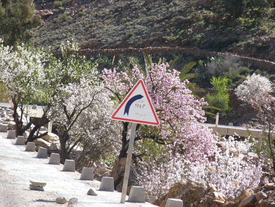 und weiss und rosa ...