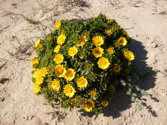 auch hier lebt alles ...