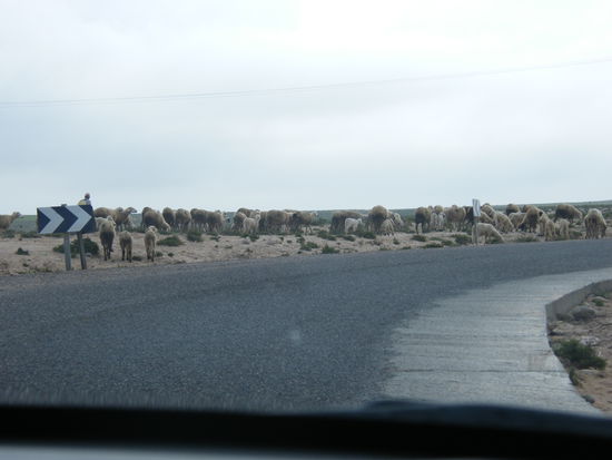 wilde Tiere ... überall.