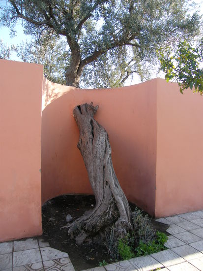 Olivenbäume, wo man auch hinschaut ...