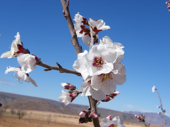 die ersten Mandel- und Aprikosenbäume blühen hier schon