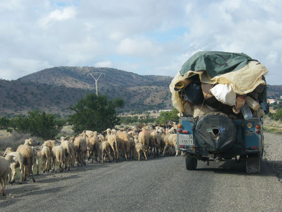 Umzug ... mit Schafherde ...