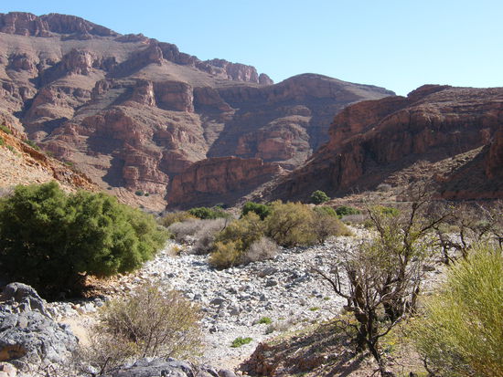 langsam wird es grüner ... leider ist nicht die Zeit, dass die Oleander blühen ...