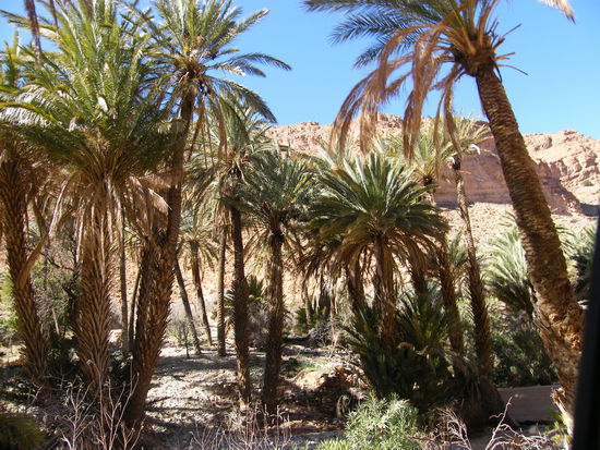 jetzt kommen Palmen dazu.