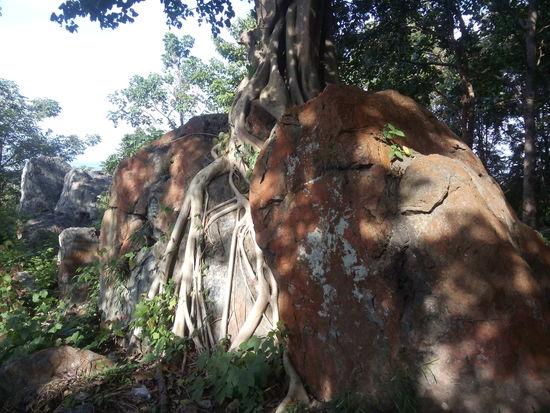 Baum überwächst Felsen
