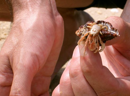 diesen kleinen Kerl hier konnten wir noch einfangen bevor er uns abhauen wollte. Die sind echt fix .....