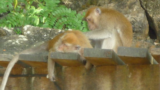  die wilden Affen von AO Nang 
... hier koennen sogar die Affen massieren ....
SCHEINT SEHR ENTSPANNEND ZU SEIN!!