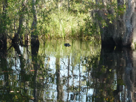 Alligator im Okefenokee Swamp