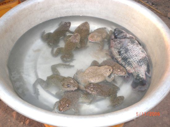 Hier nun die lebendige Variante. Ist doch schön, da kann man sich wenigstens den Dicksten bzw. Schönsten raussuchen .