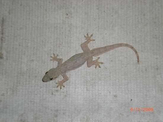 Diese kleinen Freunde haben wir auch gleich im Hotelzimmer gefunden.