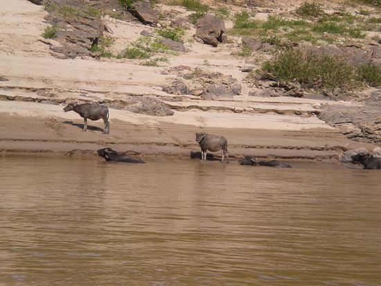 Diese Buffalos gab es überall auf der Speisekarte