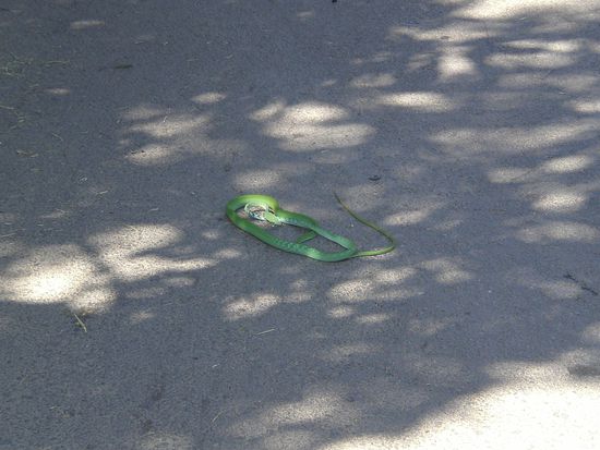 Die war zwar dünn, aber dafür ganz schön lang