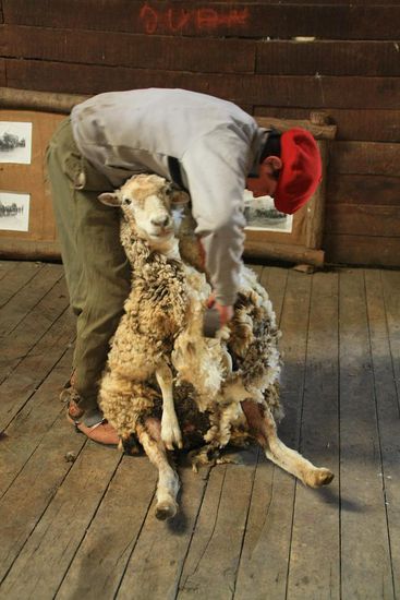 Schafschur als Showprogramm