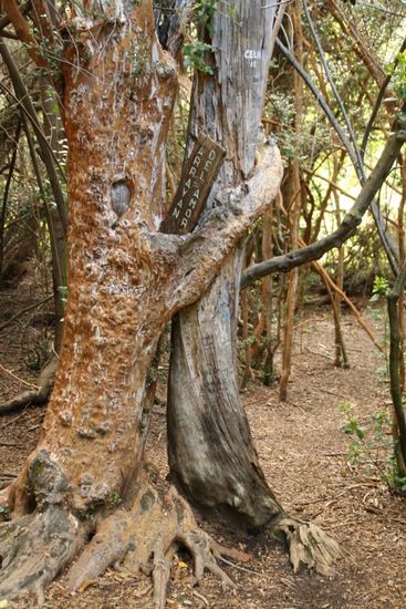 Kein trauriges Bild: der Baum der Liebe.