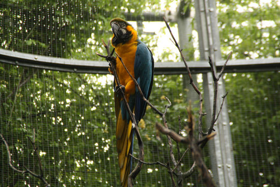 in einer Voliere gibt es auch Papageien