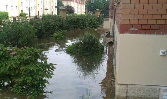 Wir bauen dieses Jahr Reis an...