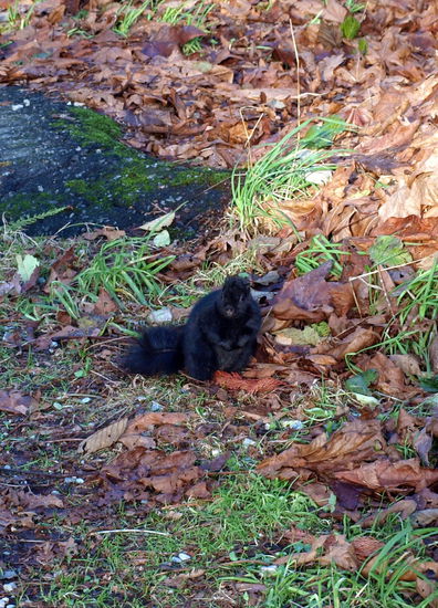 kleines dickes Eichhörnchen