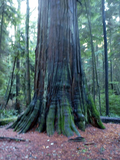 Riesenbaum (ca. 5 m Durchmesser)