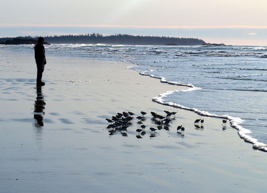Ben and the funny birds. Die waren im Sand auf der Suche nach Essbarem und immer wenn eine Welle kam sind sie mit ihren kurzen Füßchen wie verrückt davongelaufen... besser als jede Comedyshow 