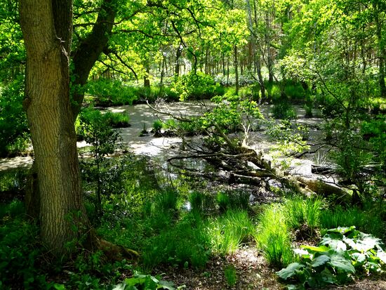 Da wachsen sie heran, die Stechmücken....