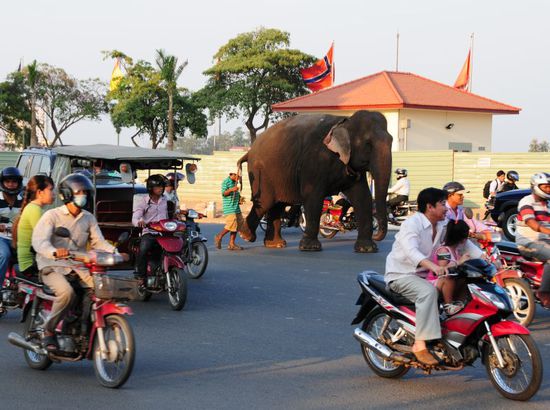 Hier kann einem schon einmal ein Elefant begegnen im Verkehr