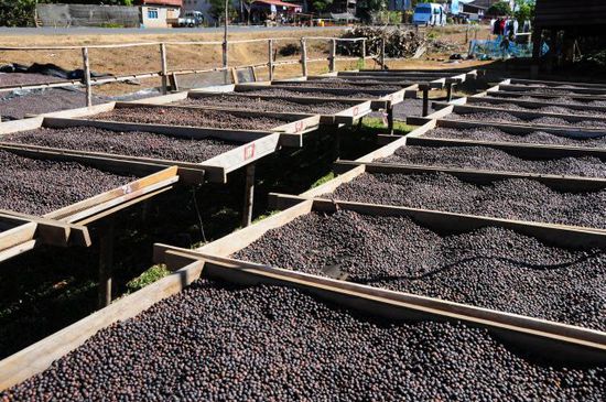 Arabica-Bohnen