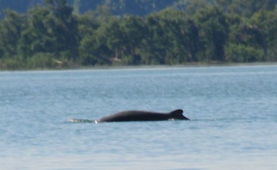 Ein Flußdelphin