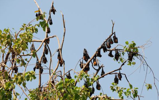 Da hängen sie mit dem Kopf nach unten, die Riesenfledermäuse oder fliegenden Hunde