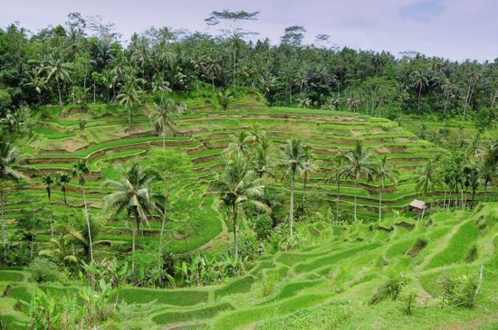 Reisterrassen bei Ubud