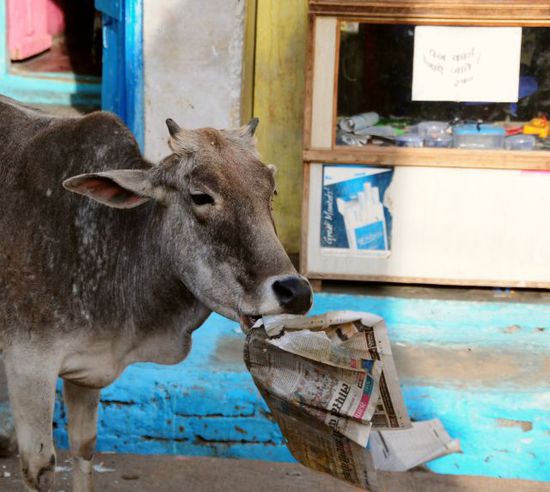 Die indische Kuh frißt auch gern mal Pappe oder Zeitungen